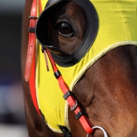 Breve guía para apostar en las carreras de caballos del arte dramático